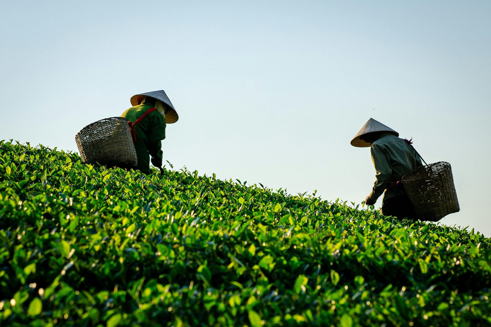 Tour Mu Cang Chai e Sapa 5 Giorni con Risaie Terrazzate