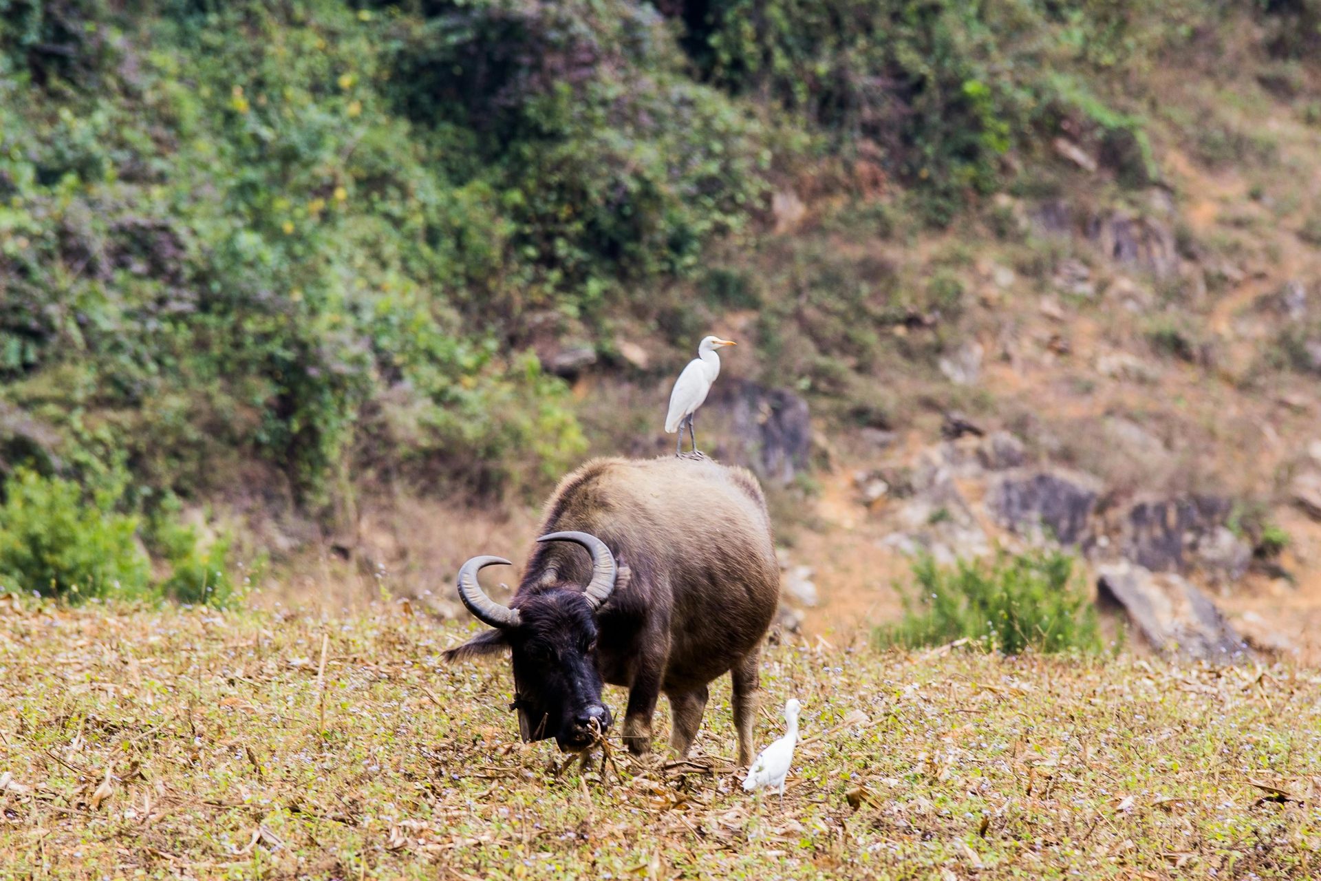  Tour Vietnam del Nord 8 Giorni : Natura e Valli Verdi