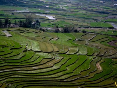 risaie-in-vietnam